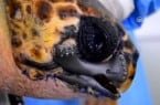 Druk 3D, który uratował żółwia przed śmiercią