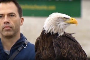 Holenderskie orły polują na drony