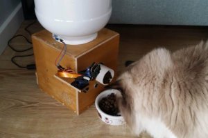 Cat feeder - automatyczny dozownik karmy