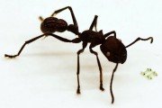 Robot rekordzista, który jest mniejszy od głowy mrówki