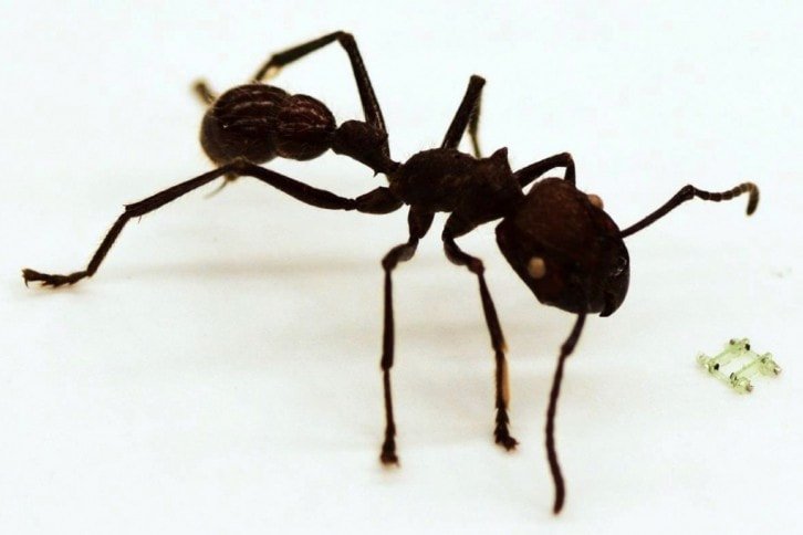 Porównanie miniaturowej konstrukcji do mrówki