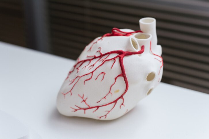 Przykładowe serce z drukarki 3D, na którym dodatkowo pokolorowano część naczyń krwionośnych