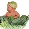 cabbage