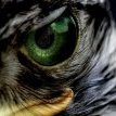 FalconPablo