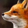 MrFox